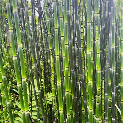 Equisetum hyemale 