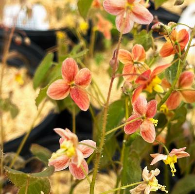 Epimedium war. Orange Queen