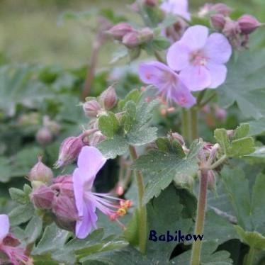 Geranium macr. Ingwersen's Variety