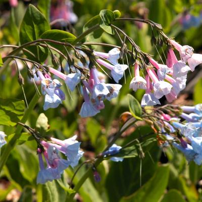 Mertensia virginica 