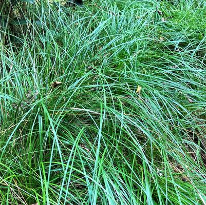 Carex socialis 