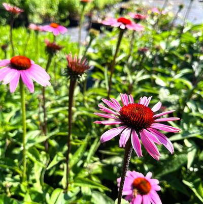 Echinacea Primadonna Deep Rose