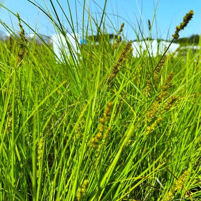 Carex vulpinoidea 