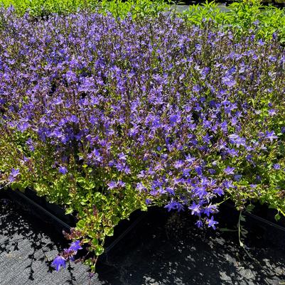 Campanula pos. Blue Waterfalls