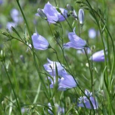 Campanula rotundifolia 