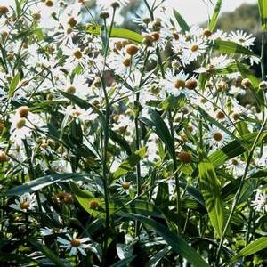 Boltonia asteroides 