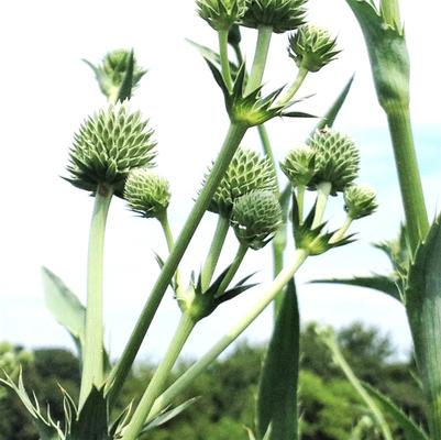 Eryngium yuccifolium 