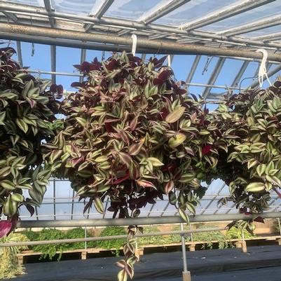 Tradescantia 'Zebrina' Hanging Basket 