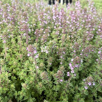 Thymus vul. Silver Posie