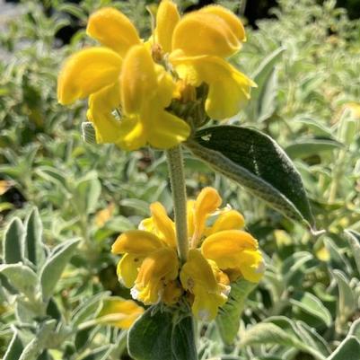 Phlomis fruiticosa 