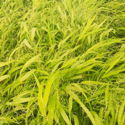 Hakonechloa Allgold