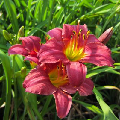 Hemerocallis Pardon Me