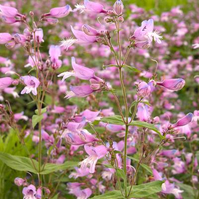 Penstemon smallii 