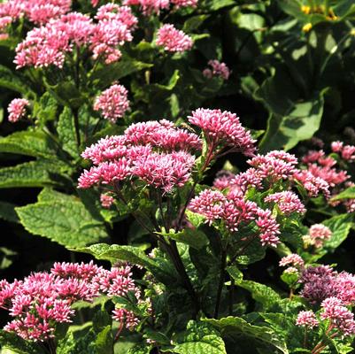 Eupatorium dubium Little Joe