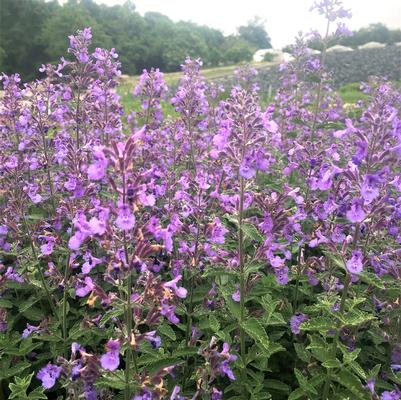 Nepeta faa. Six Hills Giant