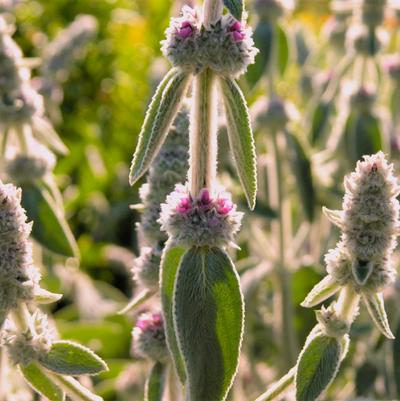 Stachys byz. Helene von Stein