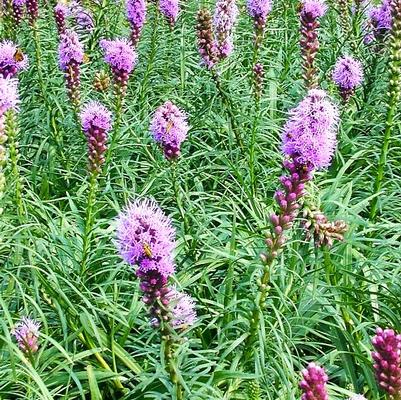 Liatris spi. Kobold