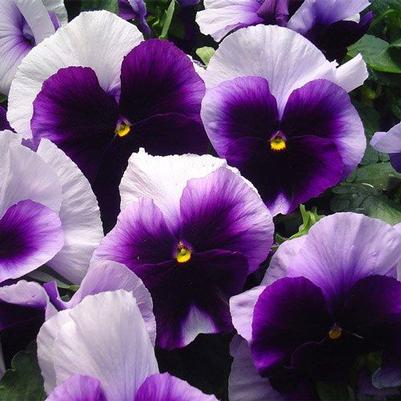 Pansy Matrix Beaconsfield