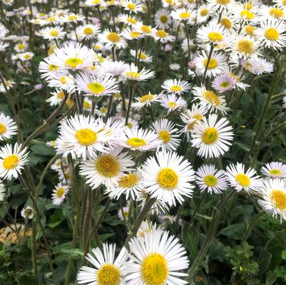 Erigeron Lynnhaven Carpet