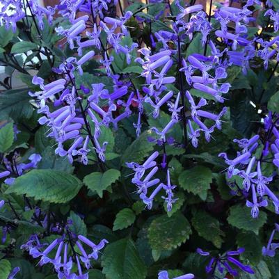 Plectranthus Mona Lavender