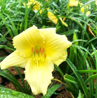 Hemerocallis Fragrant Treasure