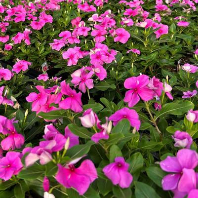 Vinca Titan Lilac