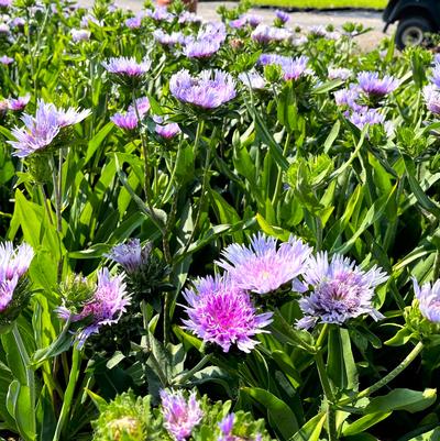 Stokesia laevis 