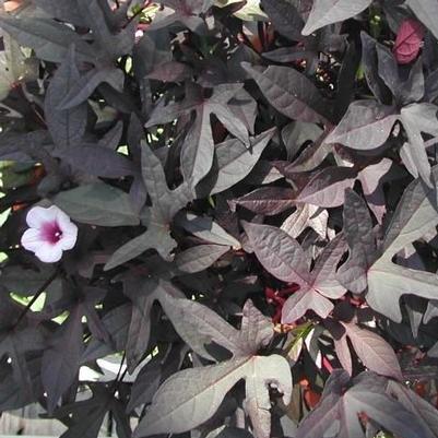 Ipomoea Blackie