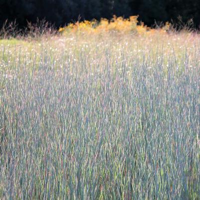 Schizachyrium Standing Ovation