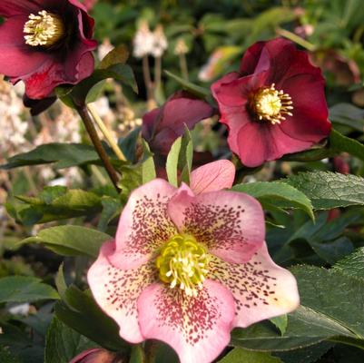 Helleborus hyb. Brandywine