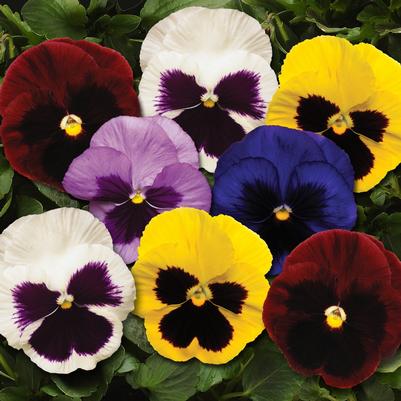 Pansy Matrix Blotch Mix