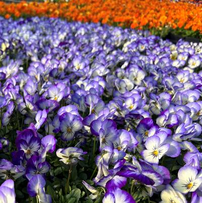 Viola Penny 'Purple Picotee' 