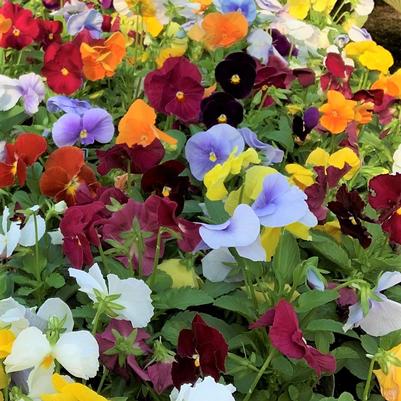 Pansy Matrix Mix Clear