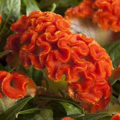 Celosia Twisted Dark Orange