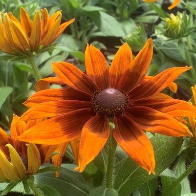 Echibeckia Summerina Sunreef