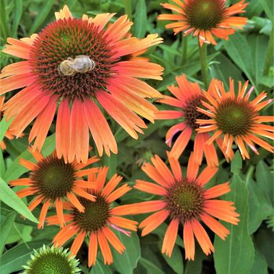 Echinacea Butterfly Series Orange Skipper