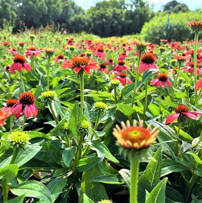 Echinacea Sombrero Hot Coral