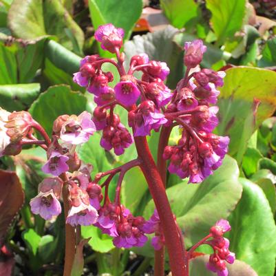 Bergenia cor. Winterglut