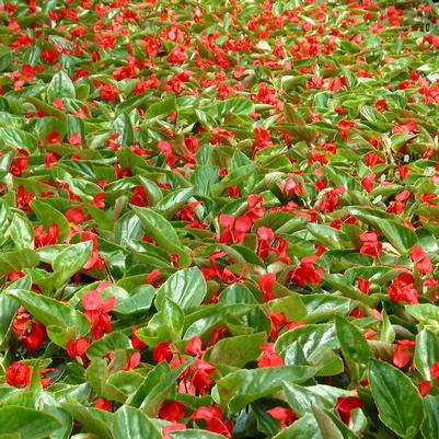 Begonia Dragon Wing Red