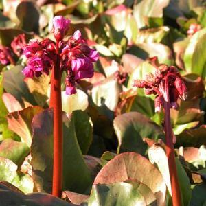 Bergenia cor. Rotblum