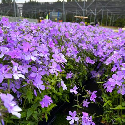 Phlox div. Blue Moon