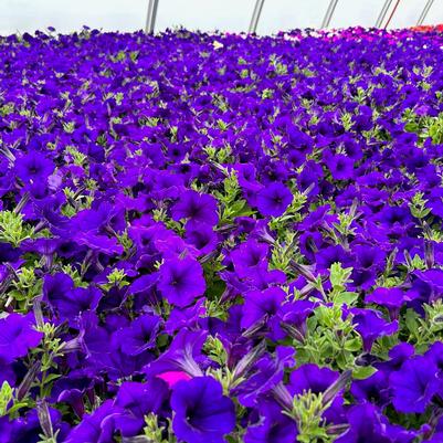 Petunia Easy Wave Blue