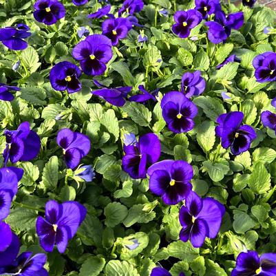 Pansy Matrix Deep Blue Blotch