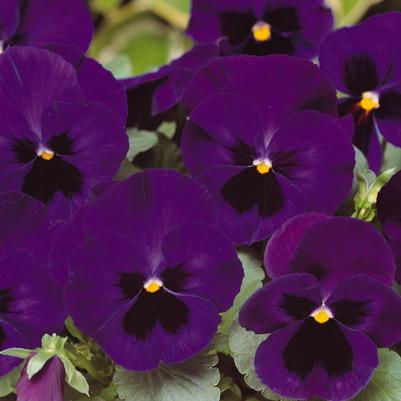 Pansy Matrix Deep Blue Blotch