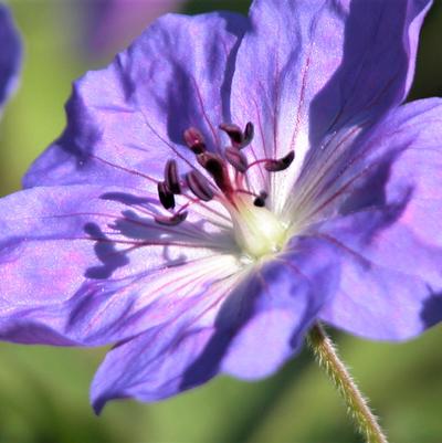 Geranium Rozanne