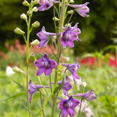 Delphinium exaltatum 