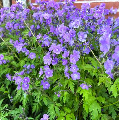 Phacelia bipinnatifida 