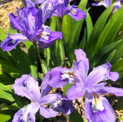 Iris cristata 