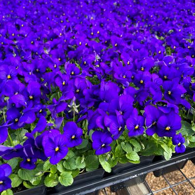 Viola Penny Deep Blue