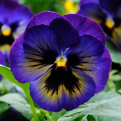 Pansy Matrix Midnight Glow